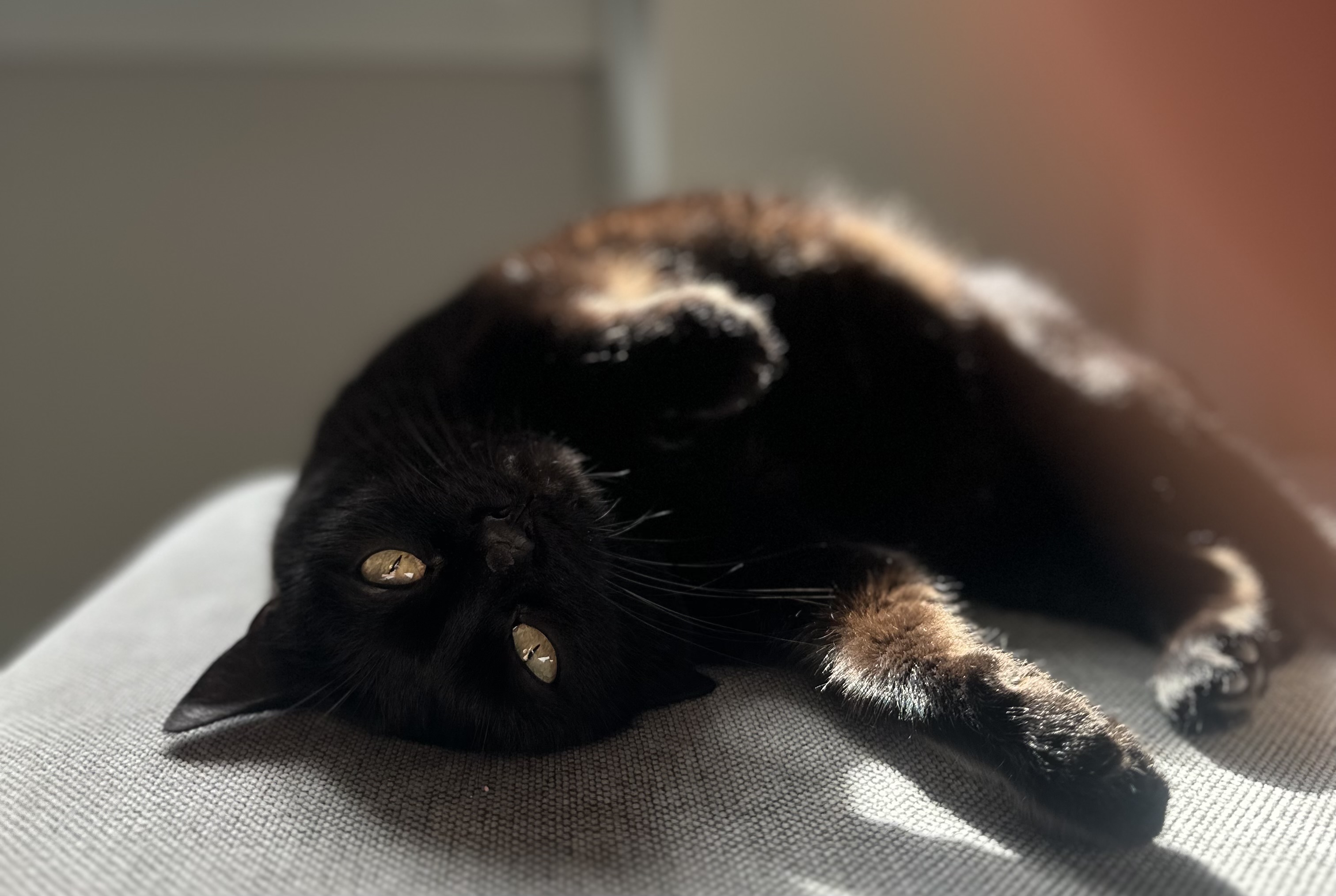 Gatto